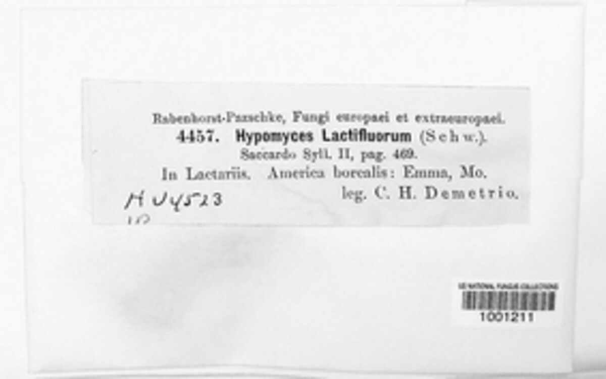 Hypomyces lactifluorum image